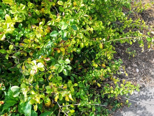 Pigwowiec japoński (chaenomeles japonica)